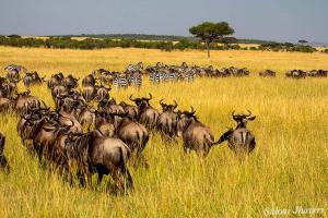 The great migration